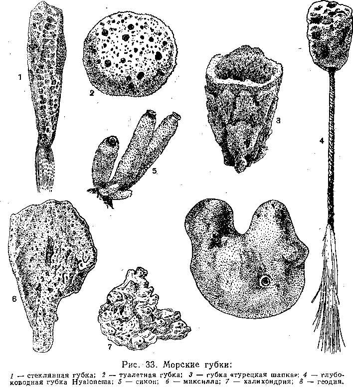 Губки рисунок биология