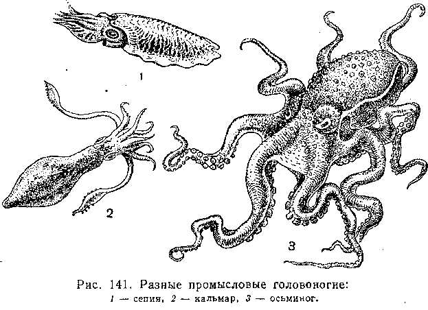 Головоногие моллюски рисунок