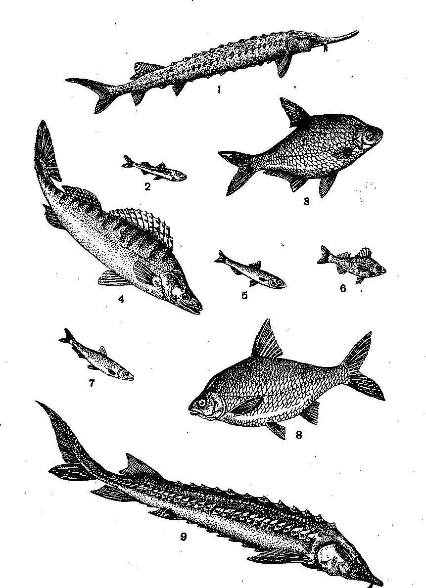 Рыба изображенная на рисунке. Промысловые рыбы Азовского моря. Рыба обитающая в Азовском море. Ихтиофауна Азовского моря. Породы осетровых рыб Азовского моря.