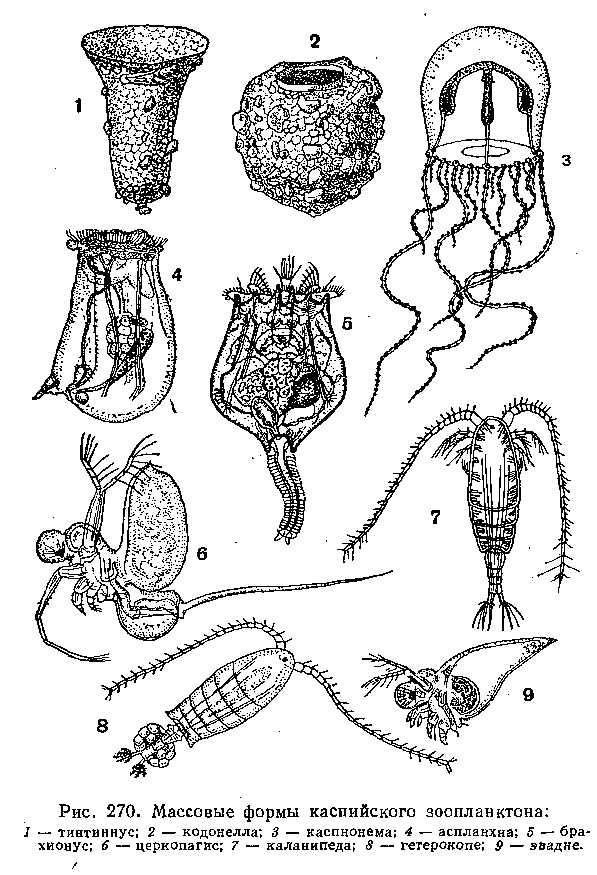 Колоссальное развитие. Стадии развития зоопланктона. Представители нанофауны. Asplanchna рисунок. Зоопланктон задания ЕГЭ.